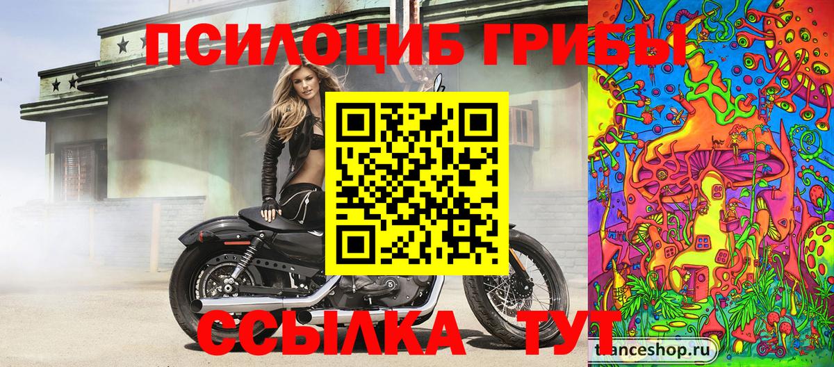 Балашов  Галлюциногенные грибы Psilocybe  Вход с VPN 